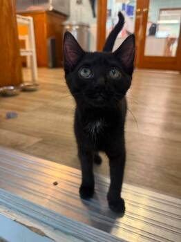 Ruby -  Domestic Short Hair Cat for Adoption in Wilmington, North Carolina - Ruby | PetCurious