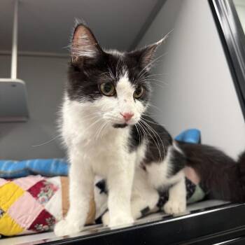 Essie -  Domestic Short Hair Cat for Adoption in Columbus, North Carolina - Essie | PetCurious