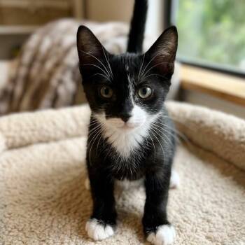 John -  Domestic Short Hair Cat for Adoption in Boca Raton, Florida - John | PetCurious