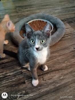 Apollo26 -  Domestic Short Hair Cat for Adoption in Youngsville, North Carolina - Apollo26 | PetCurious