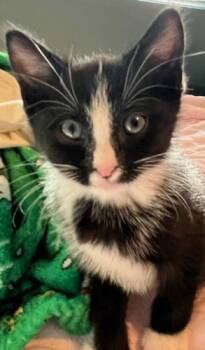 Rescue Domestic Short Hair Cats for Adoption in Oakland Park, Florida - Soda Pop - Petsmart Plantation Foster Home | PetCurious