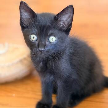 Elmo -  Domestic Short Hair Cat for Adoption in Franklin, Tennessee - Elmo | PetCurious