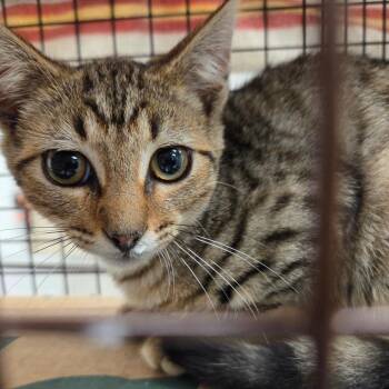 Oats -  Domestic Short Hair Cat for Adoption in Chattanooga, Tennessee - Oats | PetCurious