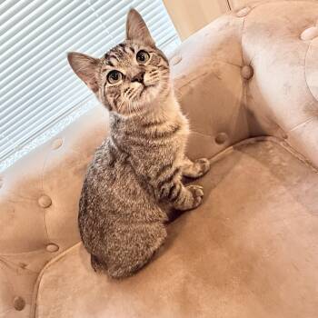 Domestic Short Hair Cats Available for Adoption - Short Stack | PetCurious