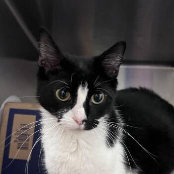 Lilly -  Domestic Short Hair Cat for Adoption in West Olive, Michigan - Lilly | PetCurious