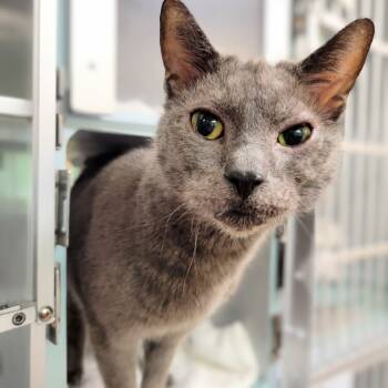 Rescue Domestic Short Hair Cats for Adoption in Glenwood Springs, Colorado - Little Man | PetCurious