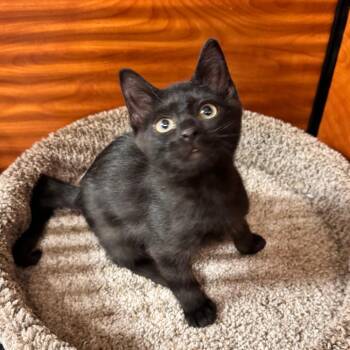 Frisky -  Domestic Short Hair Cat for Adoption in Jupiter, Florida - Frisky | PetCurious
