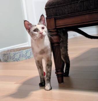 Elsa bonded with Lynxie -  Siamese and Domestic Short Hair Cat for Adoption in Hamilton, Ontario - Elsa Bonded With Lynxie | PetCurious