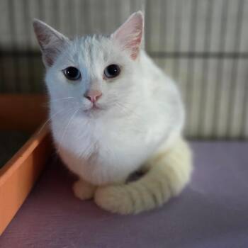 Jessica -  Siamese and Domestic Short Hair Cat for Adoption in Lexington, Kentucky - Jessica | PetCurious