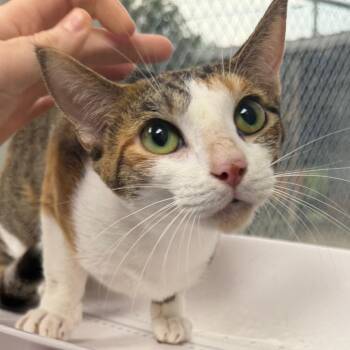 Maria -  Domestic Short Hair Cat for Adoption in Columbiana, Alabama - Maria | PetCurious