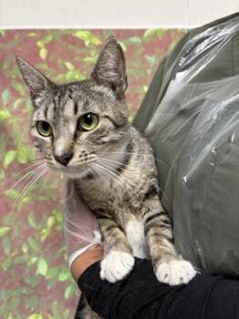 Balloon -  Domestic Short Hair Cat for Adoption in San Antonio, Texas - Balloon | PetCurious
