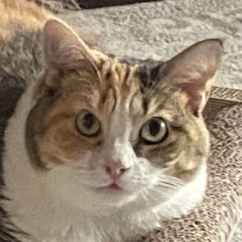 Rescue Domestic Short Hair Cats for Adoption in Cumming, Georgia - Sheba (Nubia) | PetCurious