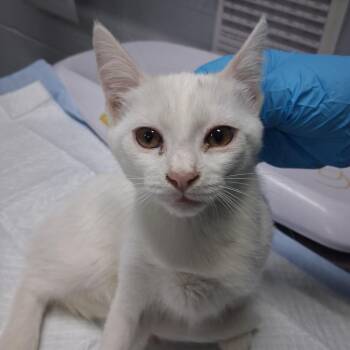 Pearl -  Domestic Short Hair Cat for Adoption in Summerville, South Carolina - Pearl | PetCurious
