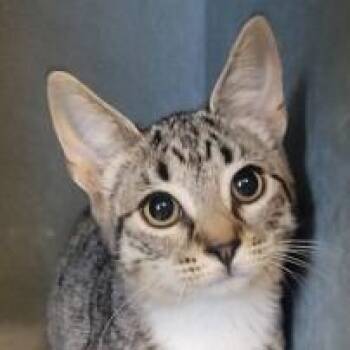 Domestic Short Hair Cats Available for Adoption in New York, New York - Chonka | PetCurious