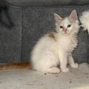 Anarchy -  Domestic Long Hair Cat Available for Adoption in Kansas City, Missouri - Anarchy | PetCurious