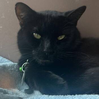Domestic Short Hair Cats Available for Adoption in Port Washington, New York - Blues | PetCurious
