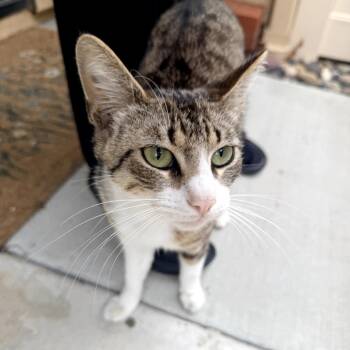 Fred -  Domestic Short Hair Cat for Adoption in Long Beach, California - Fred | PetCurious