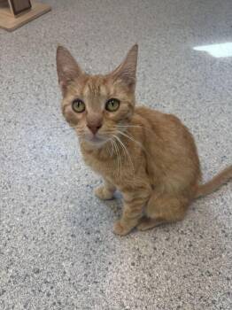 DoraLee -  Tabby Cat for Adoption in Bowling Green, Ohio - DoraLee | PetCurious