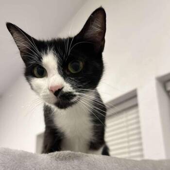 Rescue Domestic Short Hair Cats for Adoption in Fort Worth, Texas - Snickerdoodle | PetCurious
