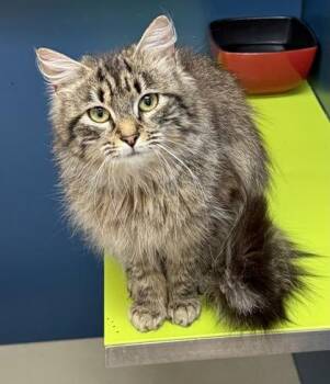 Domestic Medium Hair and Domestic Short Hair Cats Available for Adoption in Wilkesboro, North Carolina - Vegas | PetCurious