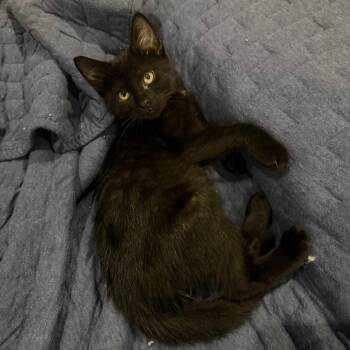Zigzag -  Domestic Short Hair Cat for Adoption in Bentonville, Arkansas - Zigzag | PetCurious