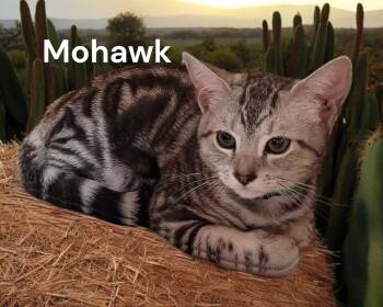 Mohawk -  Tabby Cat Available for Adoption in Weems, Virginia - Mohawk | PetCurious