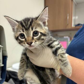 England -  Domestic Short Hair Cat for Adoption in Reno, Nevada - England | PetCurious