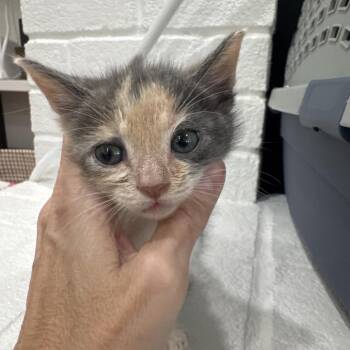 Ellamore -  Domestic Medium Hair Cat for Adoption in Austin, Texas - Ellamore | PetCurious