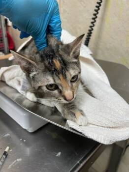 Rescue Domestic Short Hair Cats for Adoption in Honolulu, Hawaii - 59720654 | PetCurious