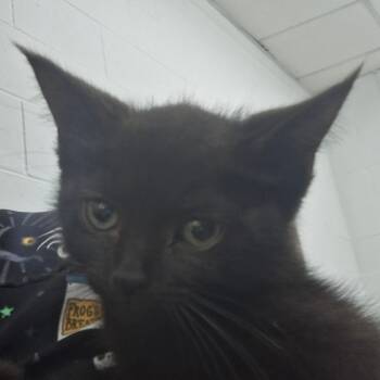 Rescue Domestic Short Hair Cats for Adoption in Zanesville, Ohio - Inky | PetCurious