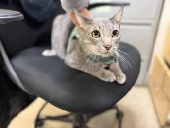NICO -  Domestic Short Hair Cat Available for Adoption in Doral, Florida - NICO | PetCurious