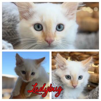 Ladybug -  Domestic Long Hair Cat for Adoption in Hollister, California - Ladybug | PetCurious