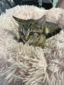 Rescue Domestic Short Hair Cats for Adoption in Broomall, Pennsylvania - Noodle | PetCurious