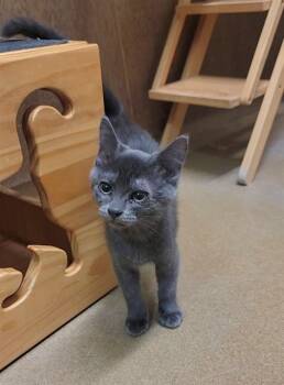 Rescue Domestic Short Hair Cats for Adoption in St. Peters, Missouri - WISP | PetCurious