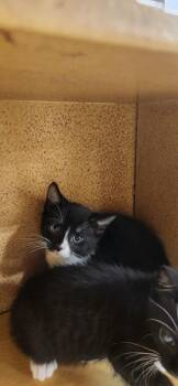 Mr. Big -  Domestic Short Hair Cat Available for Adoption in Town 