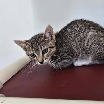 Matcha -  Domestic Short Hair Cat for Adoption - Matcha | PetCurious