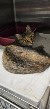 Flower -  Domestic Short Hair Cat for Adoption in Athens, Tennessee - Flower | PetCurious