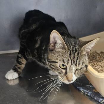 Whiskers -  Domestic Short Hair Cat for Adoption in Fall River, Massachusetts - Whiskers | PetCurious