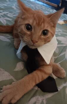 Rescue Domestic Short Hair Cats for Adoption in New York, New York - JEREMY & JOSHUA N. - Loving Brothers | PetCurious