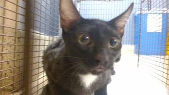 GREGORY -  Domestic Short Hair Cat for Adoption in Doral, Florida - GREGORY | PetCurious