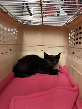 JOEY -  Domestic Short Hair Cat for Adoption in Palmetto, Florida - JOEY | PetCurious