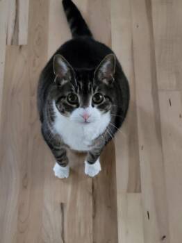 Tigger - ADOPTION PENDING -  Domestic Short Hair and Tabby Cat for Adoption in Livonia, Michigan - Tigger - ADOPTION PENDING | PetCurious
