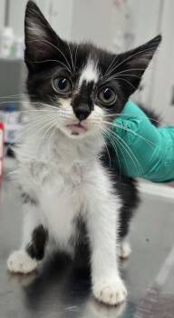 Molly -  Domestic Short Hair Cat for Adoption in Hillsdale, Indiana - Molly | PetCurious