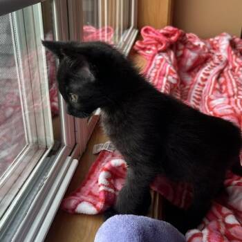 Domestic Short Hair Cats Available for Adoption in Minnetonka, Minnesota - Hot Fudge C69433 | PetCurious