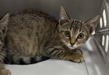 Nf26c -  Domestic Short Hair Cat for Adoption in Lawrenceville, Georgia - Nf26c | PetCurious
