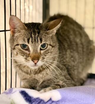 Domestic Short Hair Cats Available for Adoption in Columbia, Illinois - Tid Bit | PetCurious