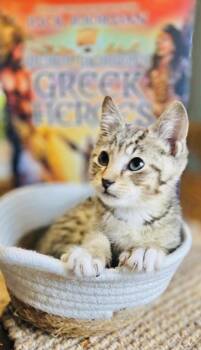 Artemis -  Tabby Cat for Adoption in Arlington, Texas - Artemis | PetCurious