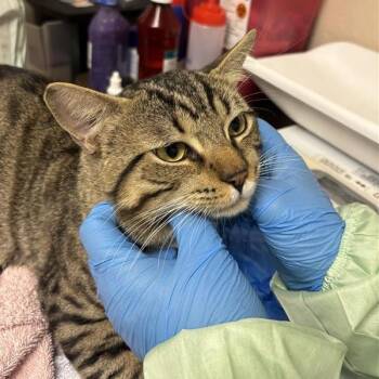 Beaufort -  Domestic Short Hair Cat for Adoption in Tempe, Arizona - Beaufort | PetCurious