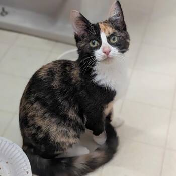 IDAHO -  Domestic Short Hair Cat for Adoption in East Greenwich, Rhode Island - IDAHO | PetCurious