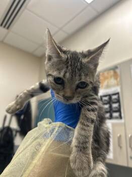 QUORRA -  Domestic Short Hair Cat for Adoption in Las Vegas, Nevada - QUORRA | PetCurious